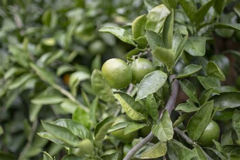 calamansi scientific name|Calamansi Fruit .